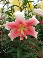 [5211 Sannomiya 20 ST No02.JPG]